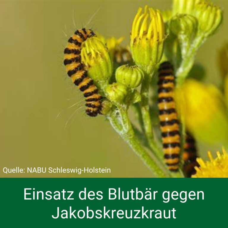 Biologische Bekämpfung von Jakobskreuzkraut